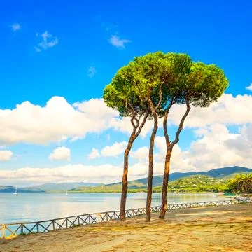 Pine tree group on the beach and sea bay background. punta ala, tuscany, ital Stock Photos