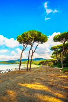Pine tree group on the beach and sea bay background. Punta Ala, Tuscany, Ital Stock Photos