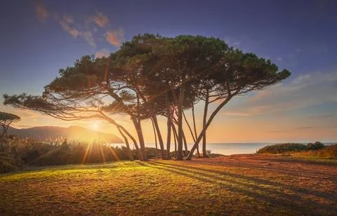 Pine tree group close to sea and beach. Baratti, Tuscany. Stock Photos