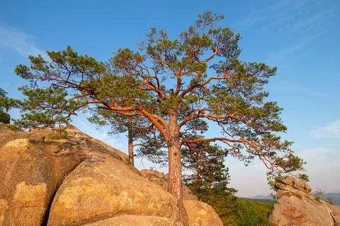 Pine tree growing among high rocks at Carpathian mountains, nature landscape Stock Photos