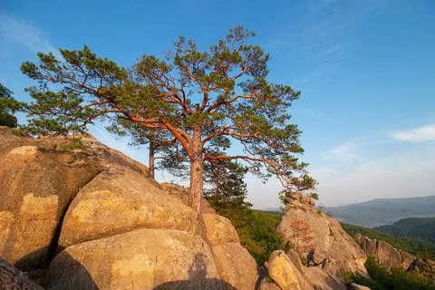 Pine tree growing among high rocks at Carpathian mountains, nature landscape Foto stock