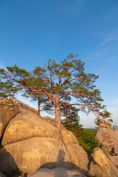 Pine tree growing among high rocks at Carpathian mountains, nature landscape Stock Photos