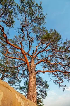Pine tree growing among high rocks at Carpathian mountains, nature landscape Foto stock