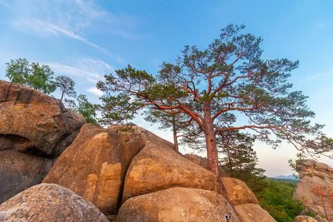 Pine tree growing among high rocks at Carpathian mountains, nature landscape Stock Photos