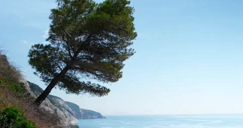 Pine tree growing from a cliff at a slope. Stock Footage 156415747
