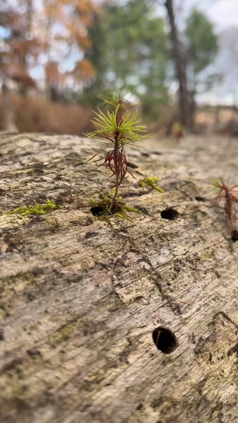 Pine Tree Growing from Fallen Log Blowing in the Wind Stock Footage 321390296