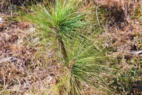 Pine tree growing in forest Stock Photos