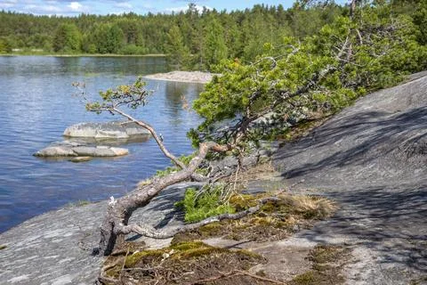 Pine tree growing out of the rock, Koyonsaari Island. Skerries of Lake Ladoga Stock Photos