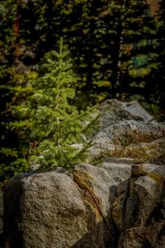 Pine Tree Growing Out of Rocks Foto stock