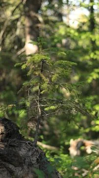 Pine Tree Growing Out Of Stump Foto stock