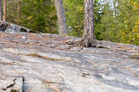 Pine Tree Growing on Rock Stock Photos