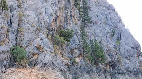 A pine tree grows directly from a stone cliff in Green Canyon in Turkey Foto stock