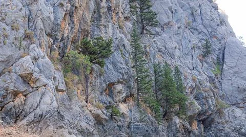 A pine tree grows directly from a stone cliff in Green Canyon in Turkey Stock Photos