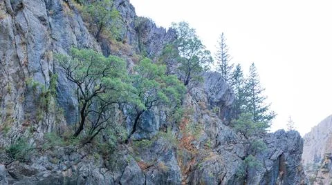 A pine tree grows directly from a stone cliff in Green Canyon in Turkey Stock Photos