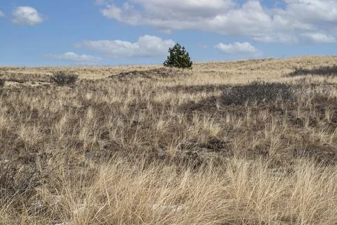 A pine tree grows on the dunes Stock Photos