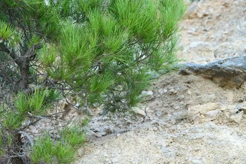 The pine tree grows in stony soil in the mountainous area of Crete, Greece Stock Photos