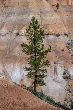 Pine Tree Grows Tall At The Base Of Melting Hoodoo Wall Фото