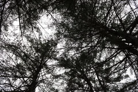 Pine tree grungy background texture Stock Photos