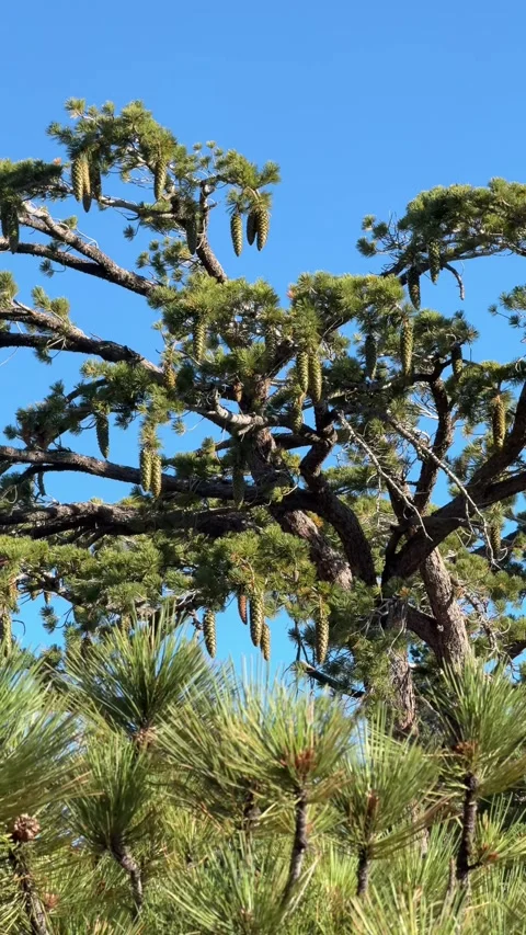 Pine Tree with Hanging Cones on a Sunny Day Stock Footage 343008633