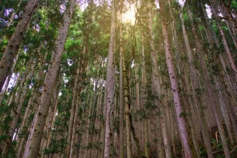 Pine Tree at Hell Valley, Jigokudani, Japan Stock Photos