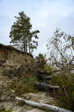 A pine tree is high above the cliff, and fallen pines are in the cliff Stock Photos