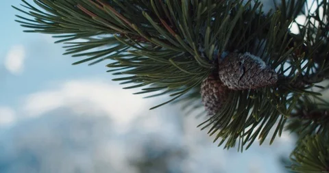 Pine tree in high alpine mountain Stock Footage 103333461