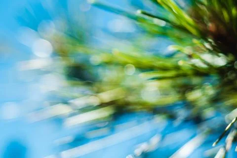 Pine tree in the high desert Stock Photos