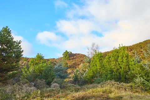 A pine tree the hill with blue sky and grass. Stock Photos