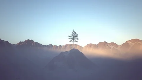 Pine tree on the hill Stock Footage 121040877