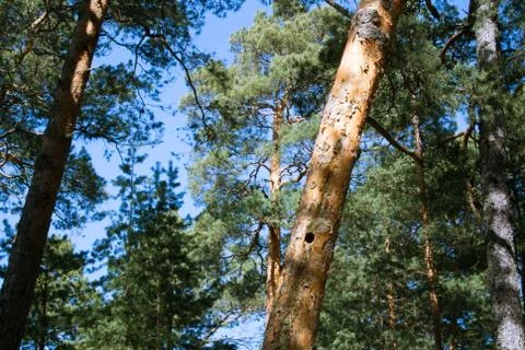 A pine tree with a hollow in the trunk, a pine forest at Baltic sea coast n.. Stock Photos