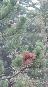 Pine tree in iceland? Stock Photos