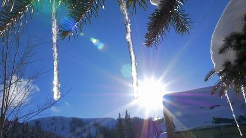 Pine tree with icicles dripping with winter sun flare in slow motion. Stock Footage 107231384