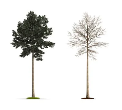 Pine tree. Stock Illustration