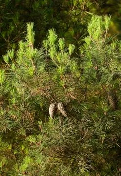 Pine tree Stock Illustration