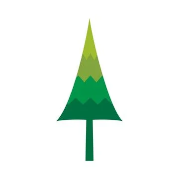 Pine tree illustration Illustration