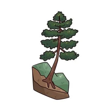 Pine Tree illustration Stock Illustration