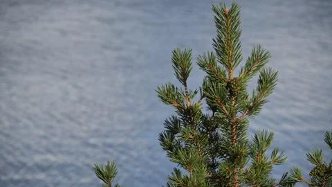 Pine tree inari lake Stock Footage 242790660