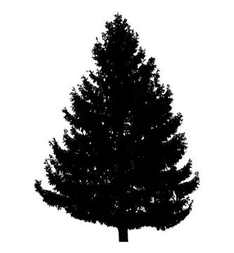 Pine tree isolated on white background vector Stock Illustration