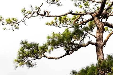 Pine tree isolated on white background. This has clipping path. Stock Photos