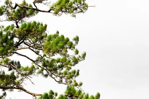 Pine tree isolated on white background. This has clipping path. Stock Photos