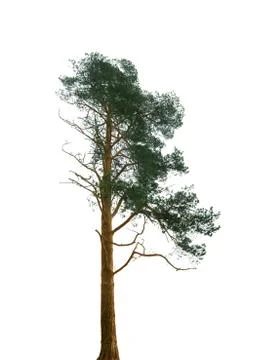 Pine tree isolated on white background for design. Stock Photos