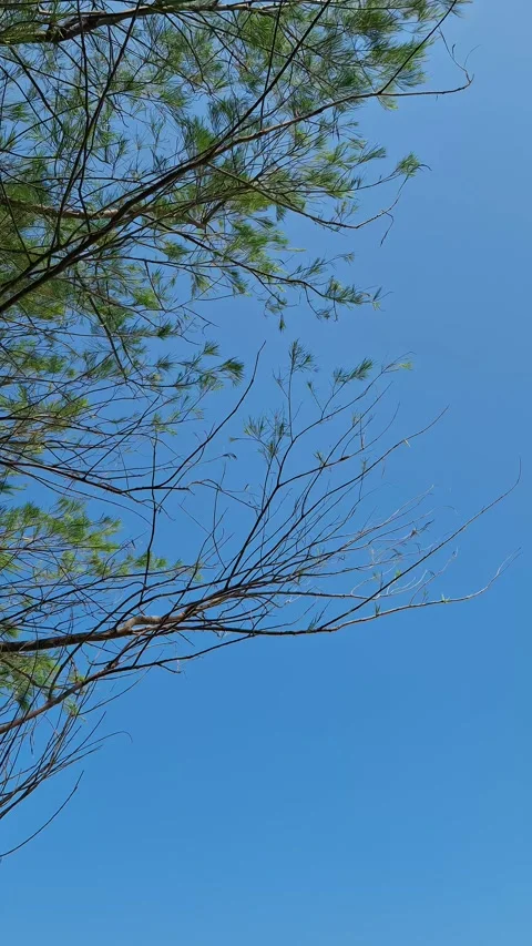 A pine tree with its beautiful branches and leaves swinging Stock Footage 280248414