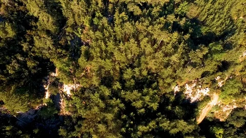 Pine Tree Jungle on the Cliff Aerial View Stock Footage 130112631