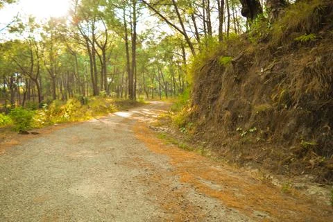 Pine Tree Jungle Foto stock