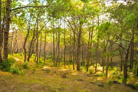 Pine Tree Jungle Foto stock