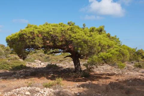Pine tree on Karpathos in Greece Stock Photos