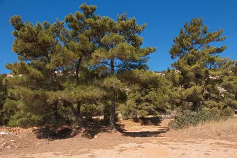 Pine tree on Karpathos in Greece Stock Photos