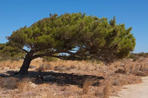 Pine tree on Karpathos in Greece Stock Photos