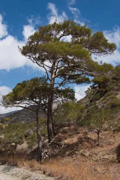 Pine tree on Karpathos in Greece Stock Photos