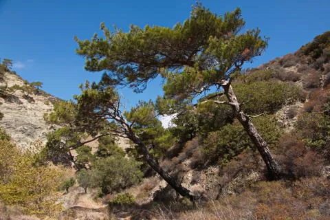 Pine tree on Karpathos in Greece Stock Photos